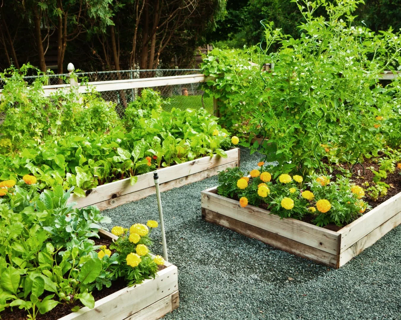 Edible garden inspiration with compact raised beds designed for herbs, vegetables, and homegrown produce.