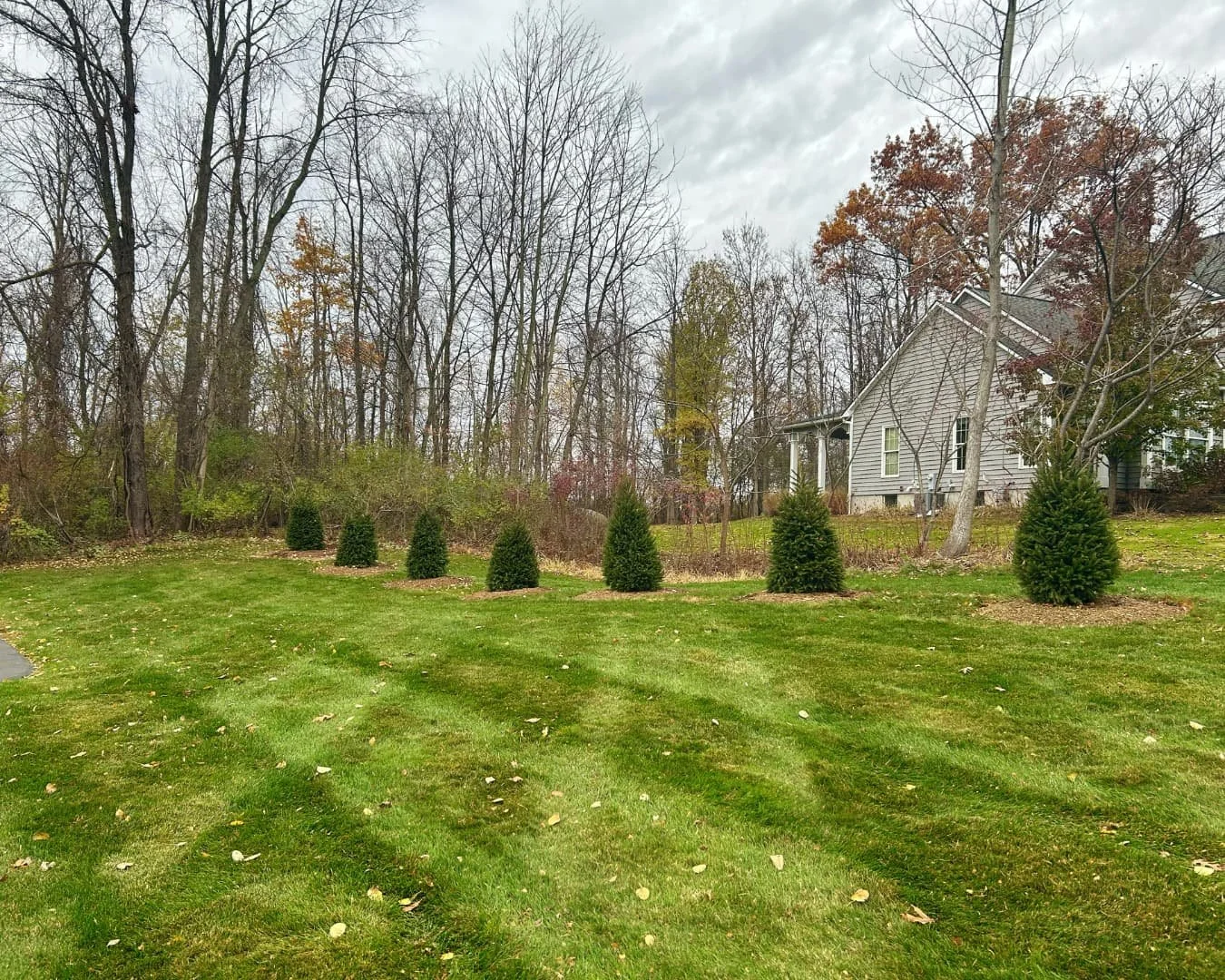 Evergreen screening row completed by Pines and Pavers in Brewerton, New York.