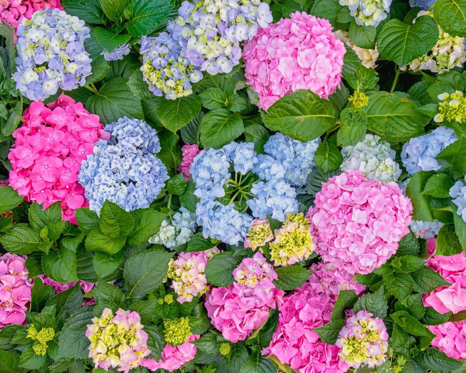 Hydrangeas, Decoded: Which Types Are Worth Planting in Central New York?