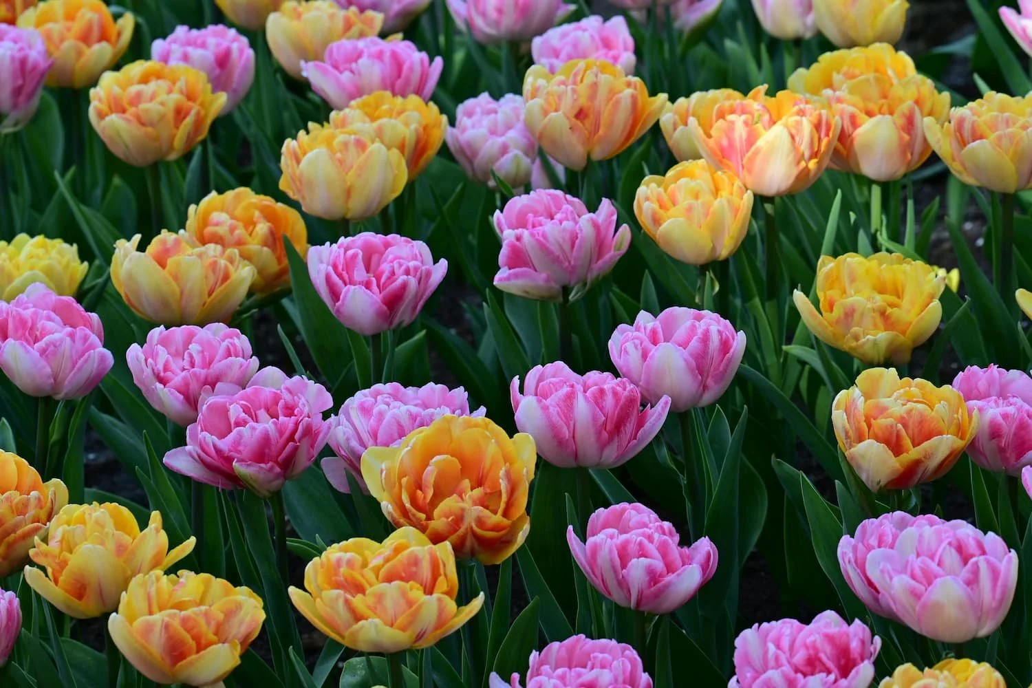 Why Spring Is the Best Time to Plan Your Outdoor Project in Central NY