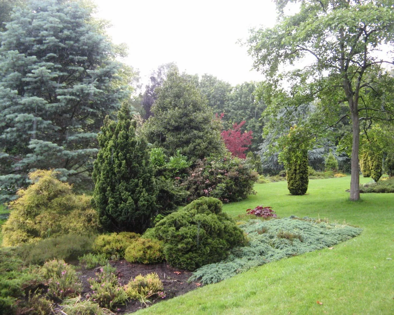 Yard separation inspiration featuring layered evergreen planting used to define and separate outdoor spaces.