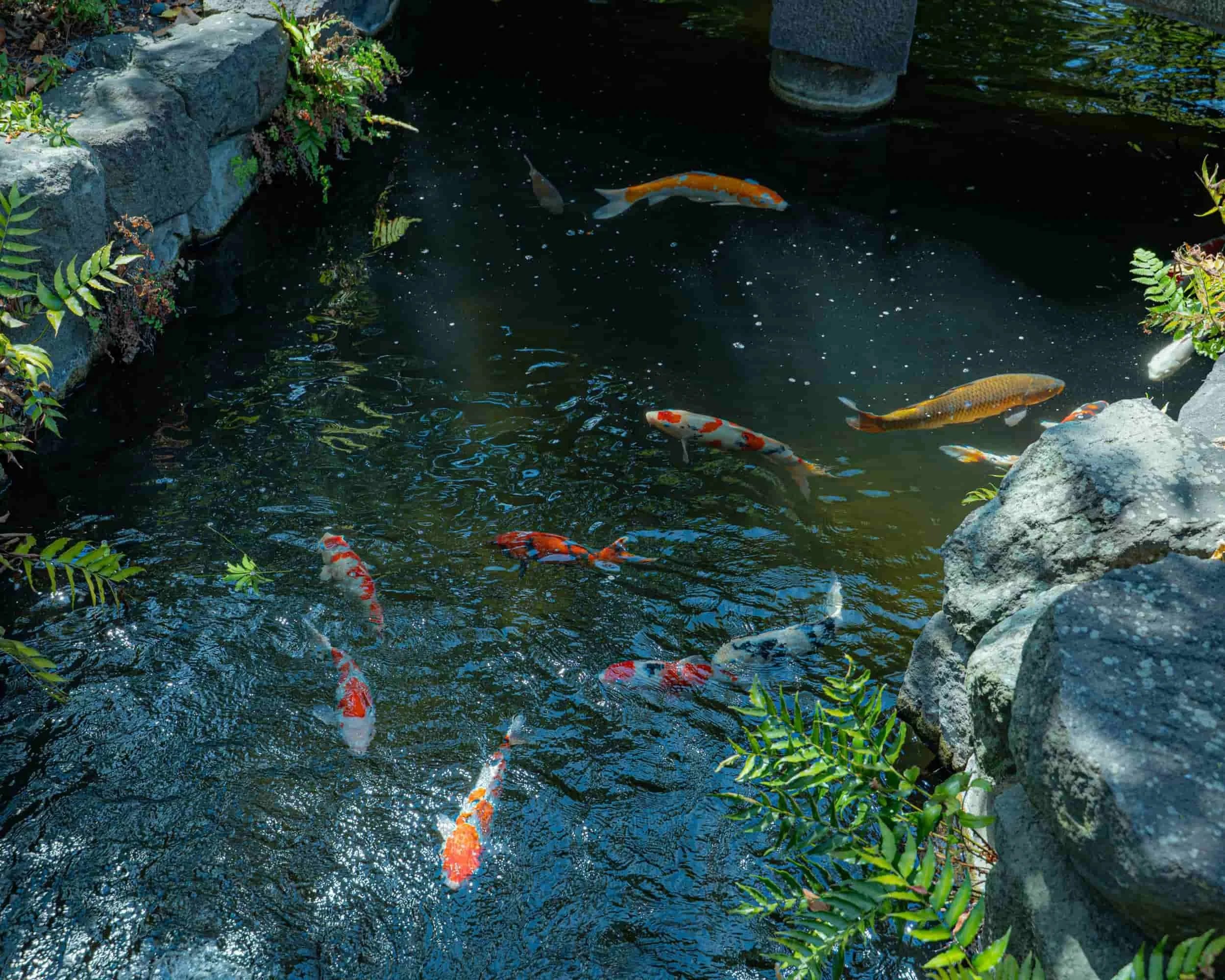 Custom koi pond installation with natural stone and water feature design