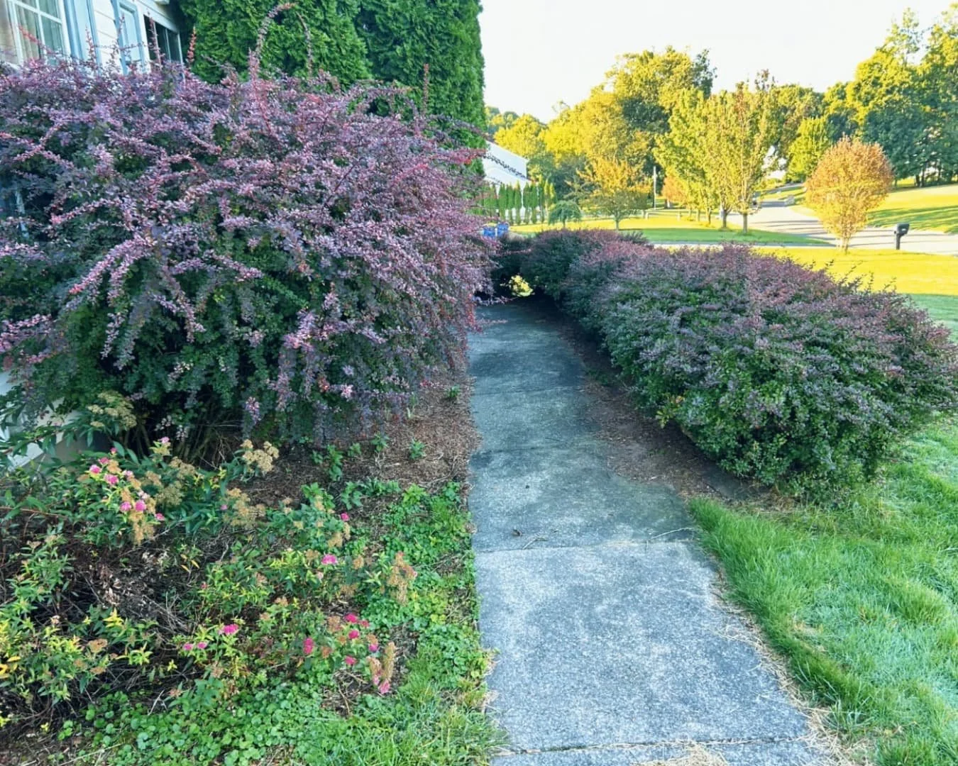 Side yard landscape bed and lawn detail at a Skaneateles, NY property with clean planting lines.