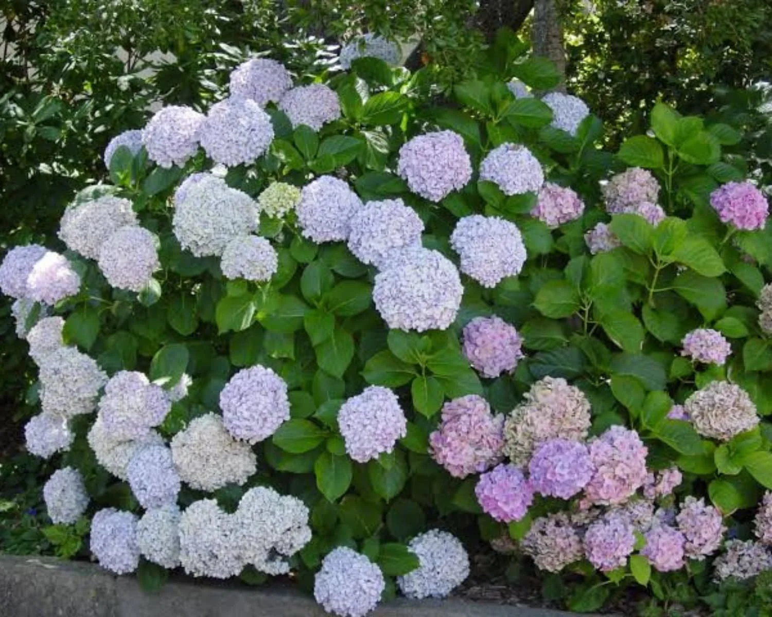 Pink and blue bigleaf hydrangea blooms filling a colorful garden bed with dense green leaves.