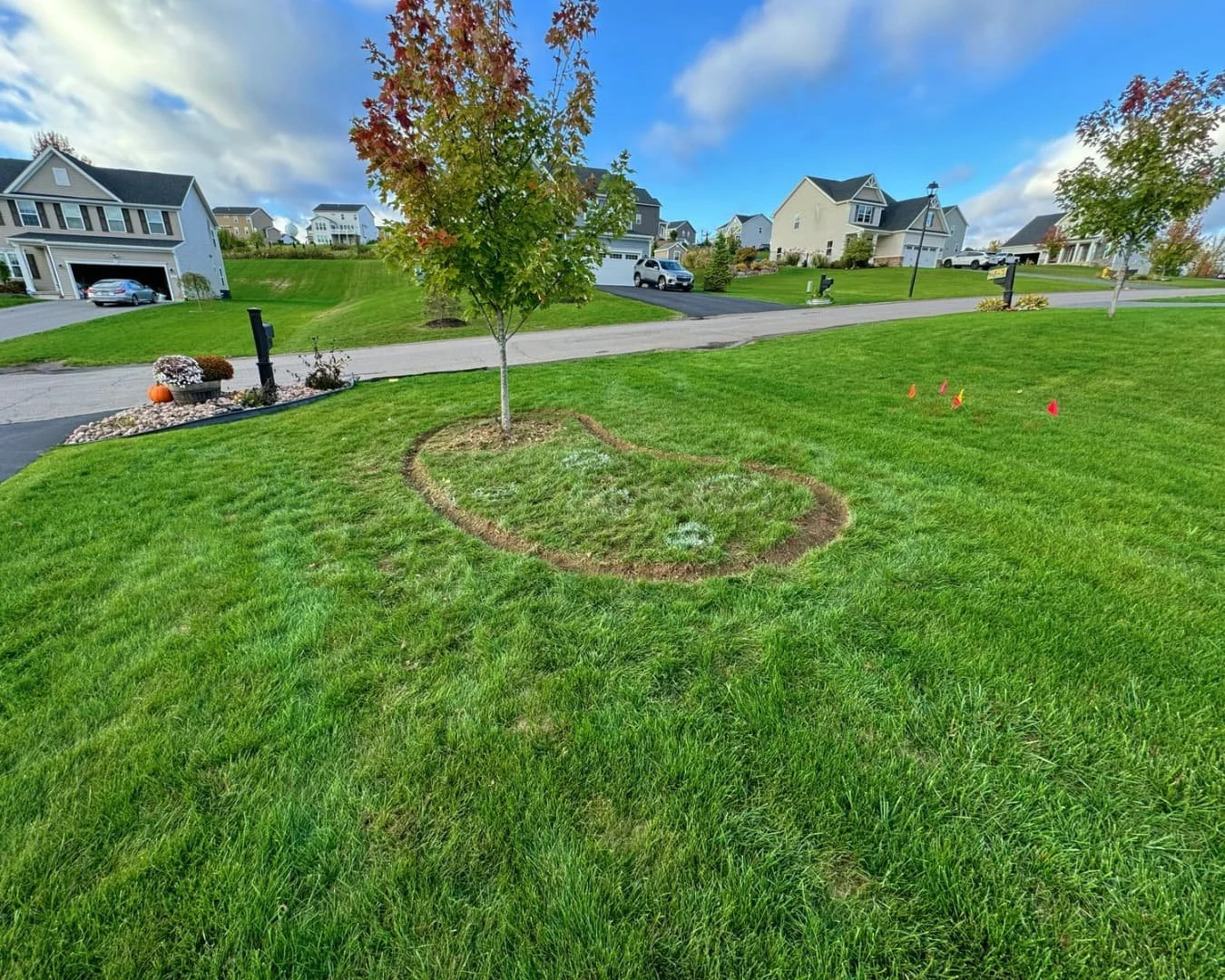Open lawn with marked tree ring project by Pines and Pavers in Lysander, New York.