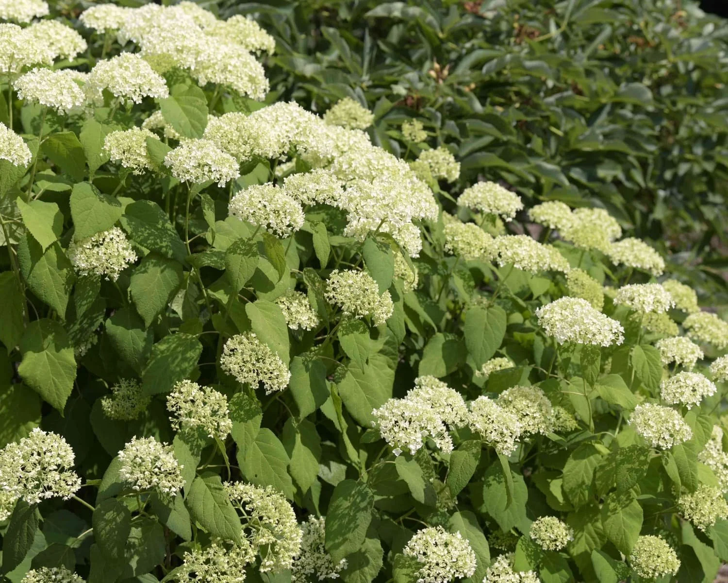 Pink and white panicle hydrangea blooms clustered on a shrub in a sunny landscape setting.