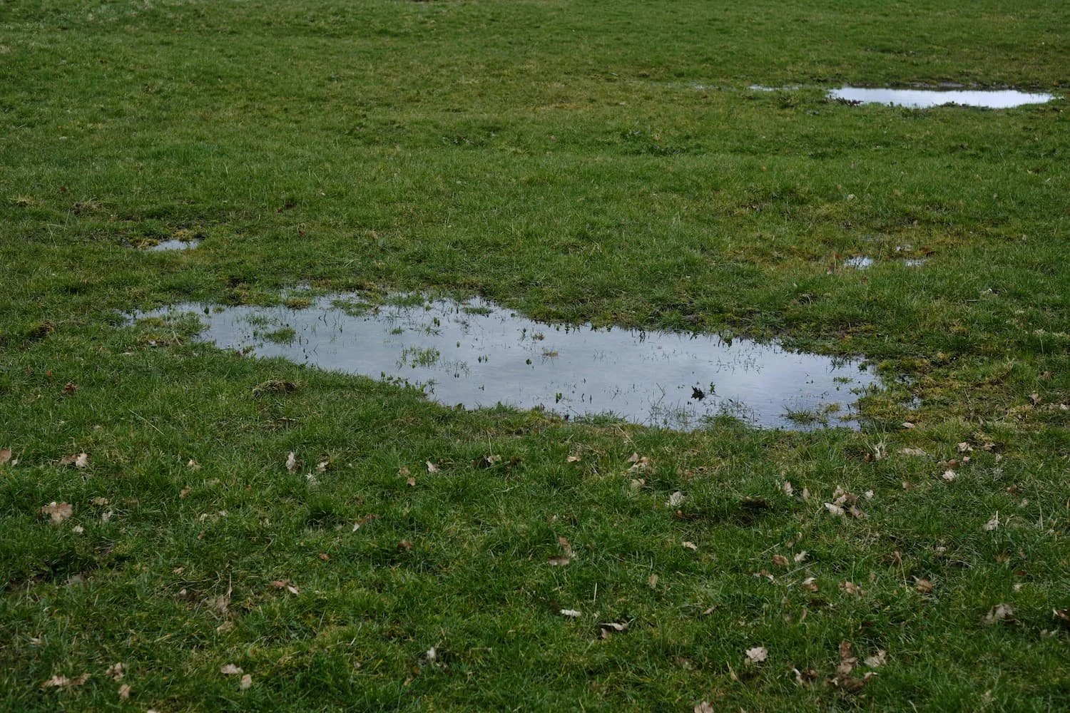 Standing water in a grassy yard showing a common spring drainage issue for Central NY landscaping projects.
