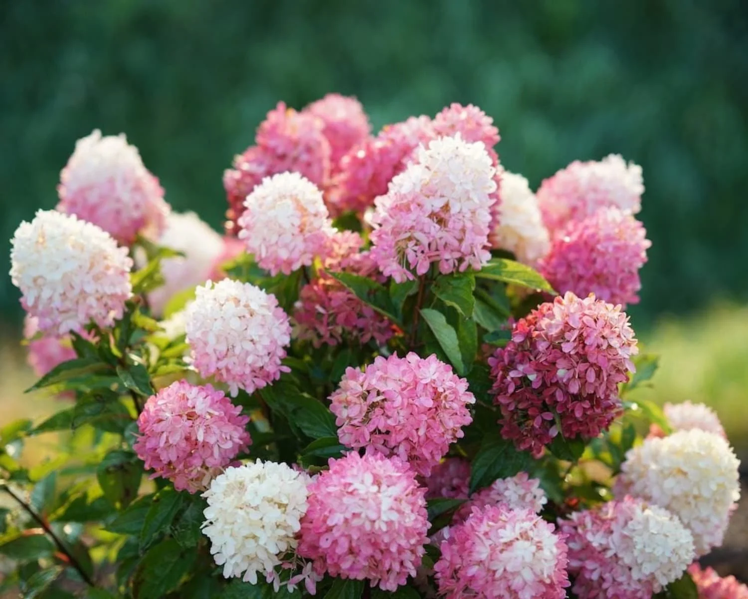 Pink and white panicle hydrangea blooms clustered on a shrub in a sunny landscape setting.