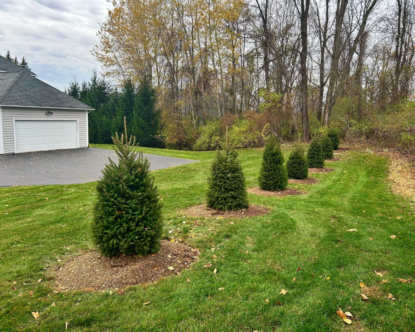 Privacy evergreens along the property line completed by Pines and Pavers in Brewerton, New York.