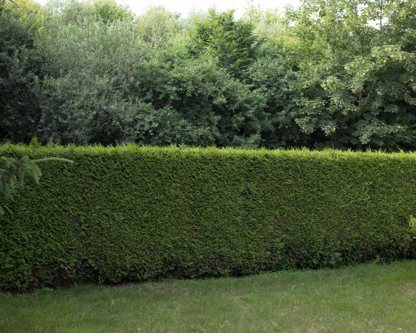 Yard separation inspiration with a dense privacy hedge creating a clean green border along the lawn.