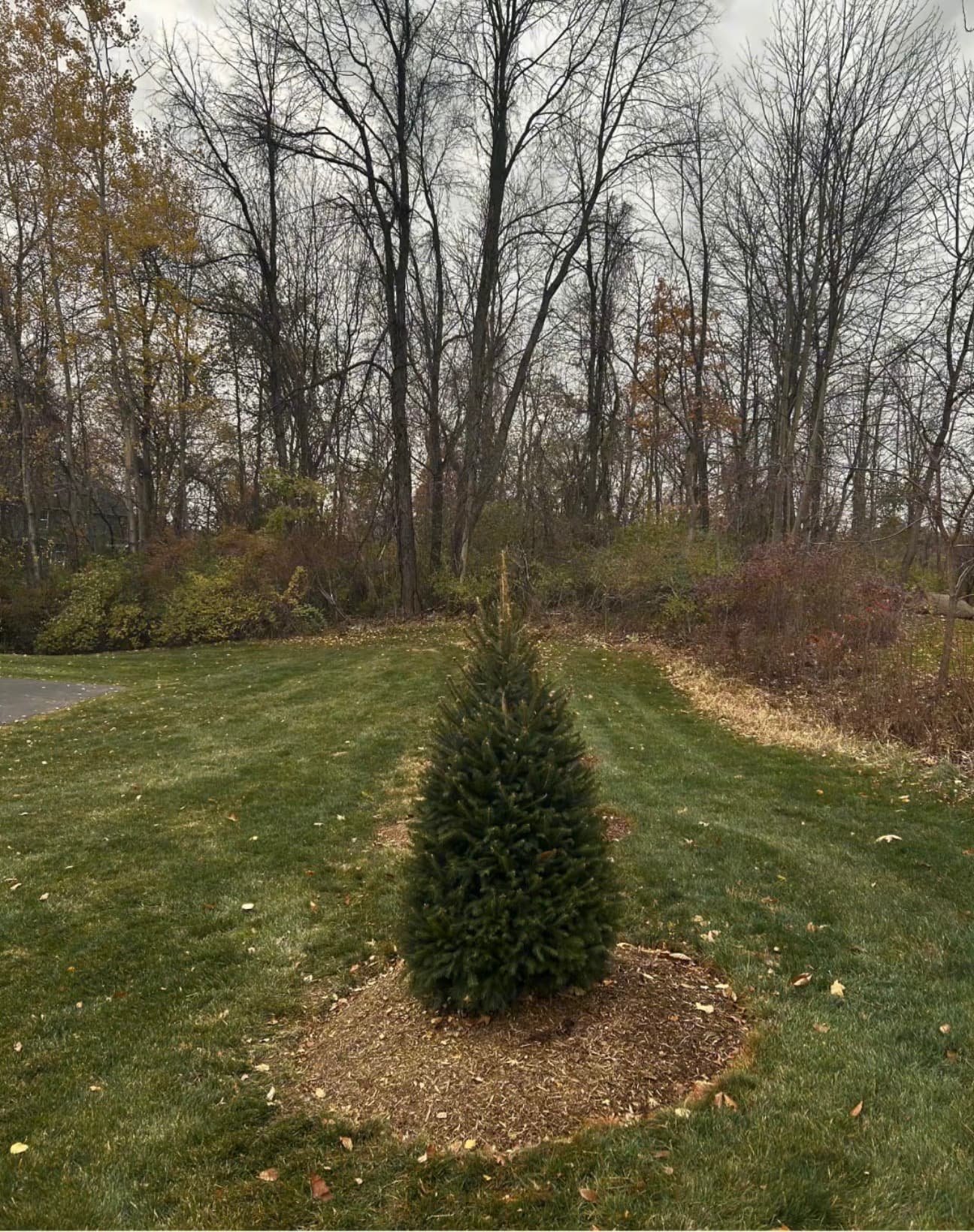 Evergreen planting bed at a Fayetteville, NY property with fresh mulch rings and a clean lawn layout.