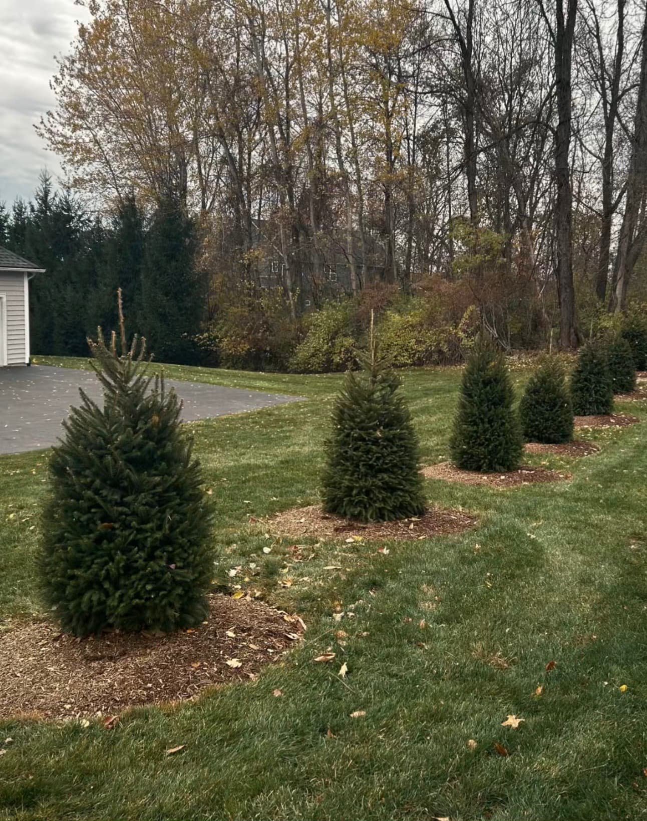Row of newly planted evergreens at an Upstate New York property with mulch rings and a neat landscape layout.