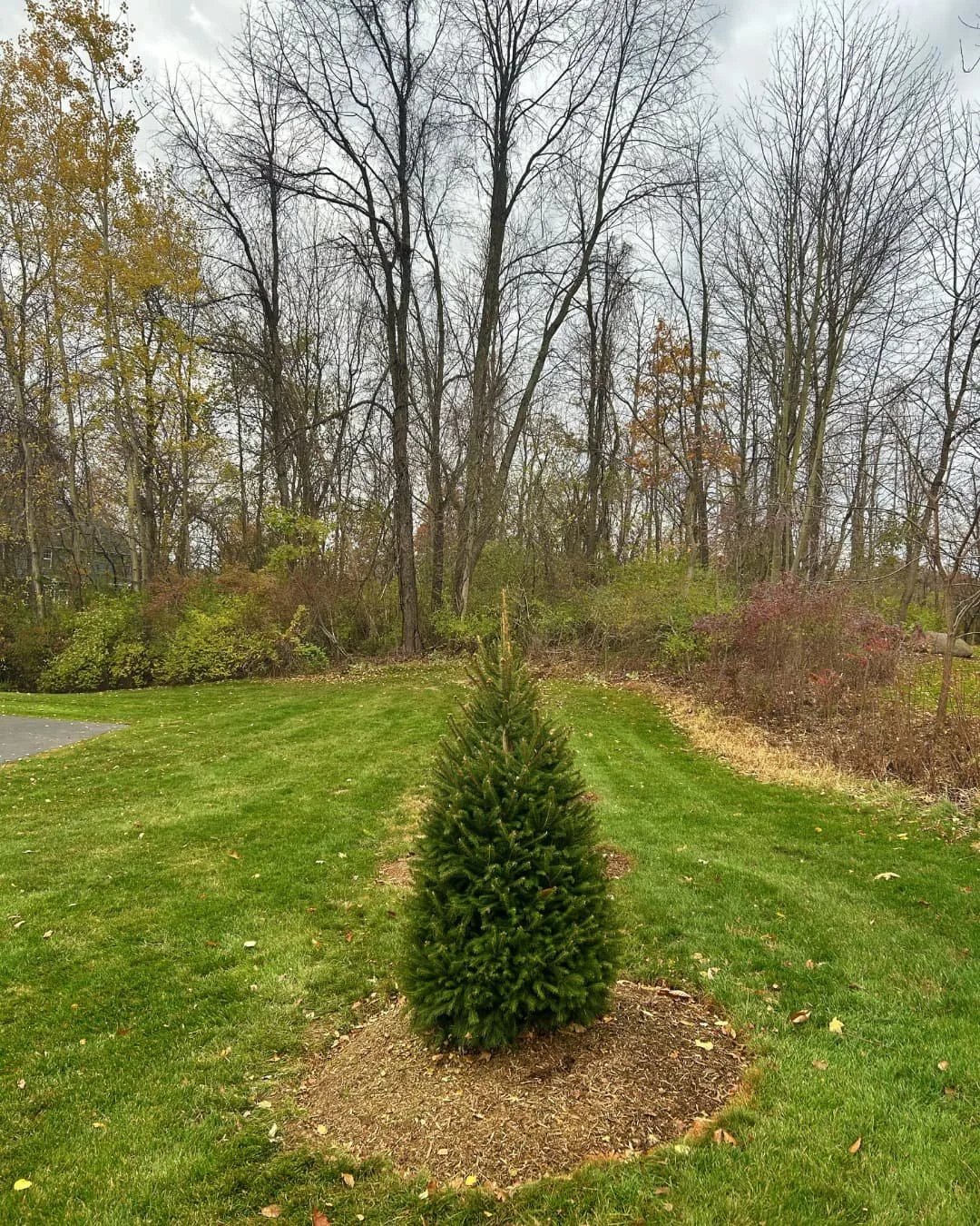 Single evergreen planting detail completed by Pines and Pavers in Brewerton, New York.