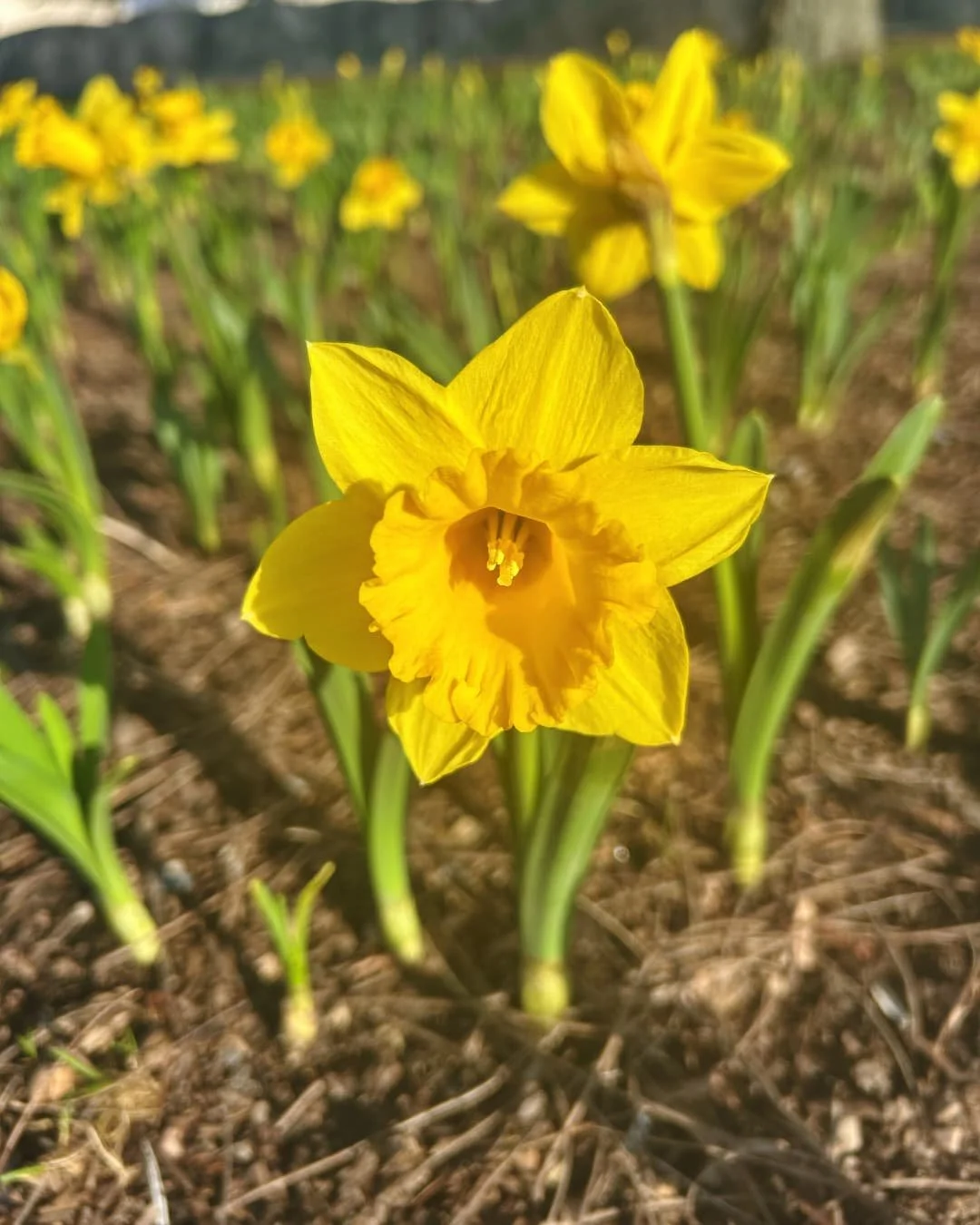 Close-up of a yellow daffodil blooming in Reese’s Remembrance Garden at Lysander Park.