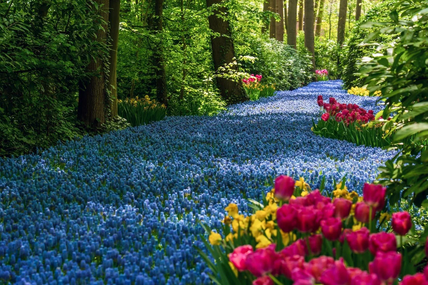 Colorful spring flower bed with blue and pink blooms as part of a residential landscape design in Central NY.