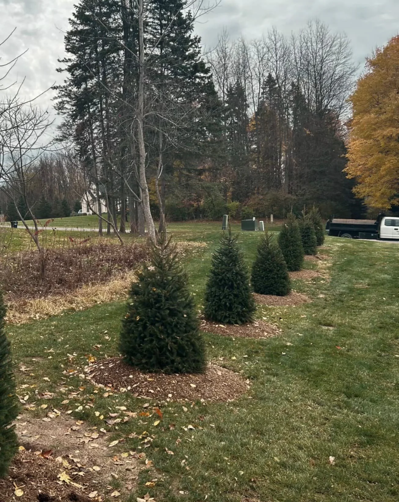 Row of newly planted evergreens at an Upstate New York property with mulch rings and a neat landscape layout.