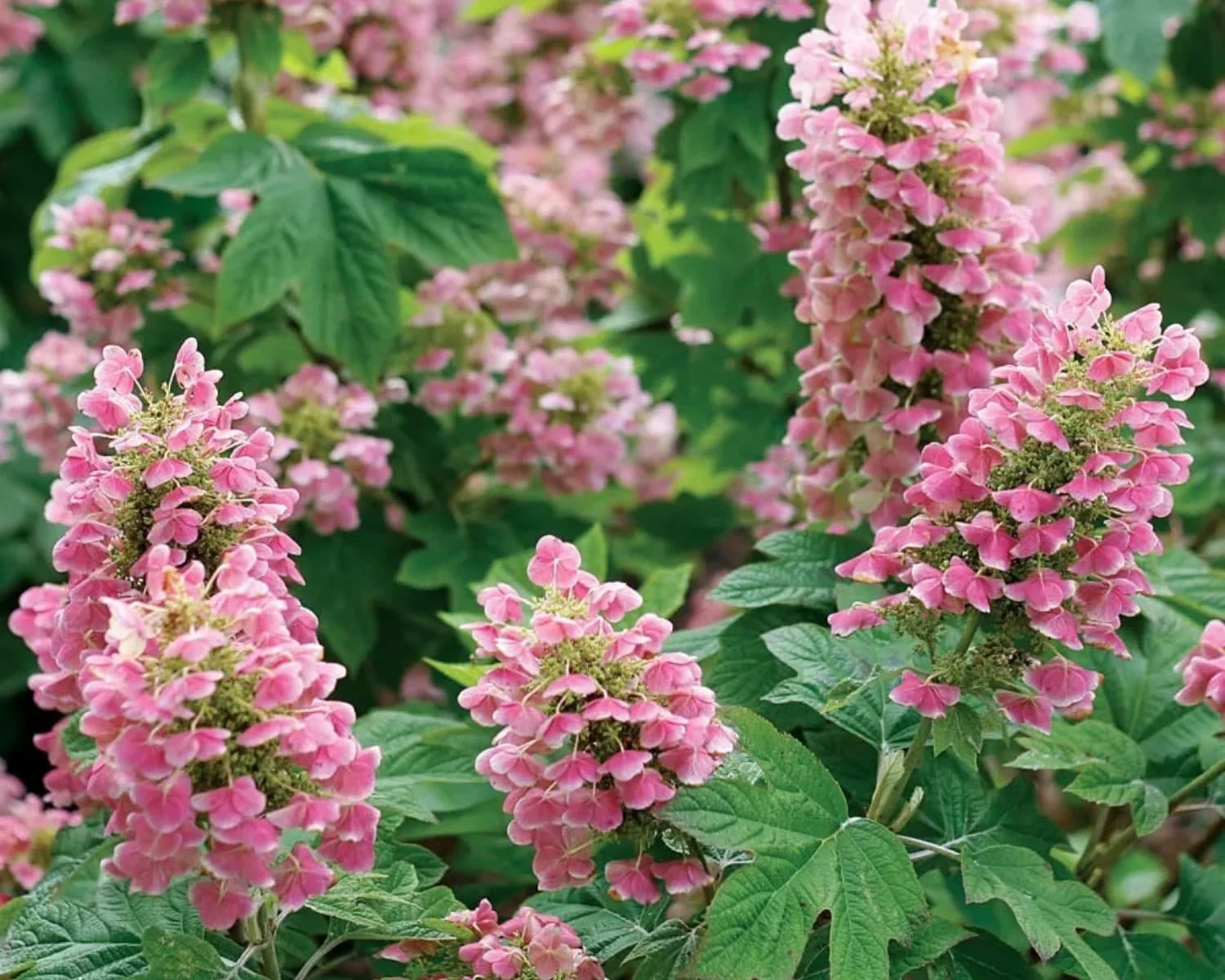 Pink oakleaf hydrangea flower clusters blooming above textured green leaves in a garden setting.