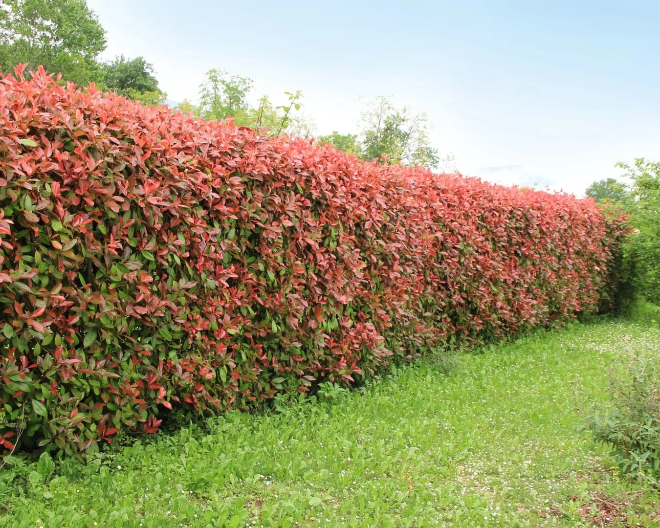 Yard separation inspiration with a bold red hedge forming a colorful privacy line along the yard.