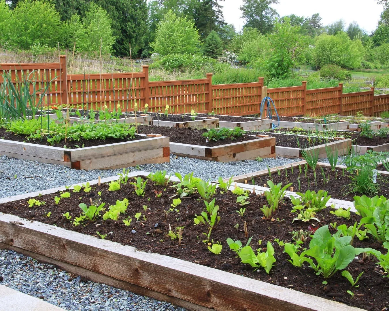 Edible garden inspiration with raised planting beds arranged for a productive backyard growing space.