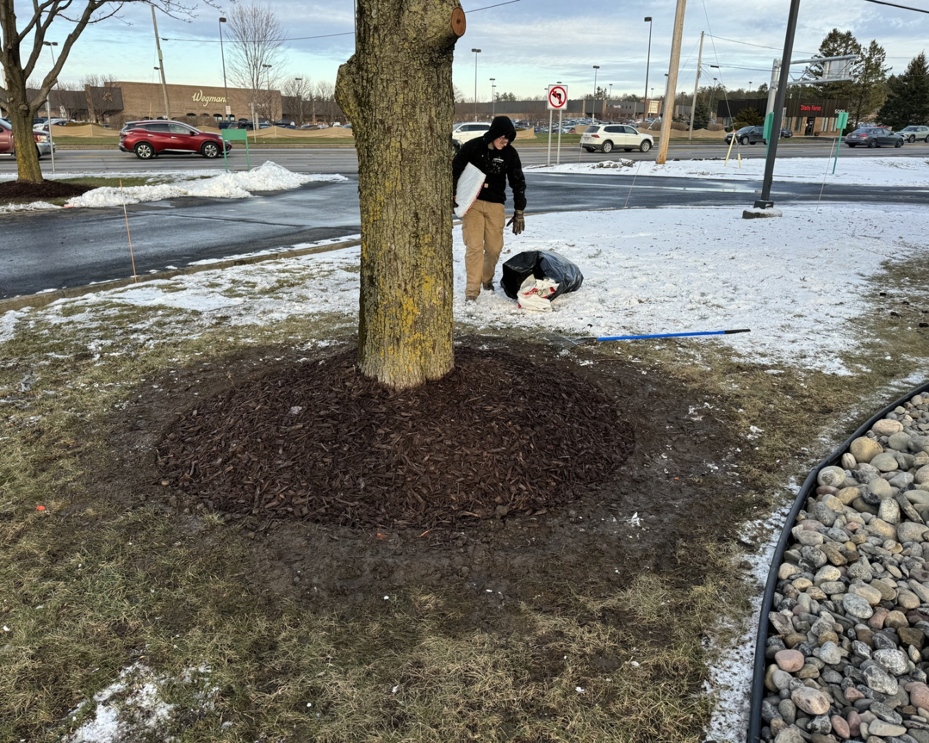 Tree ring mulch bed at an Upstate New York commercial property with clean edging and seasonal maintenance.