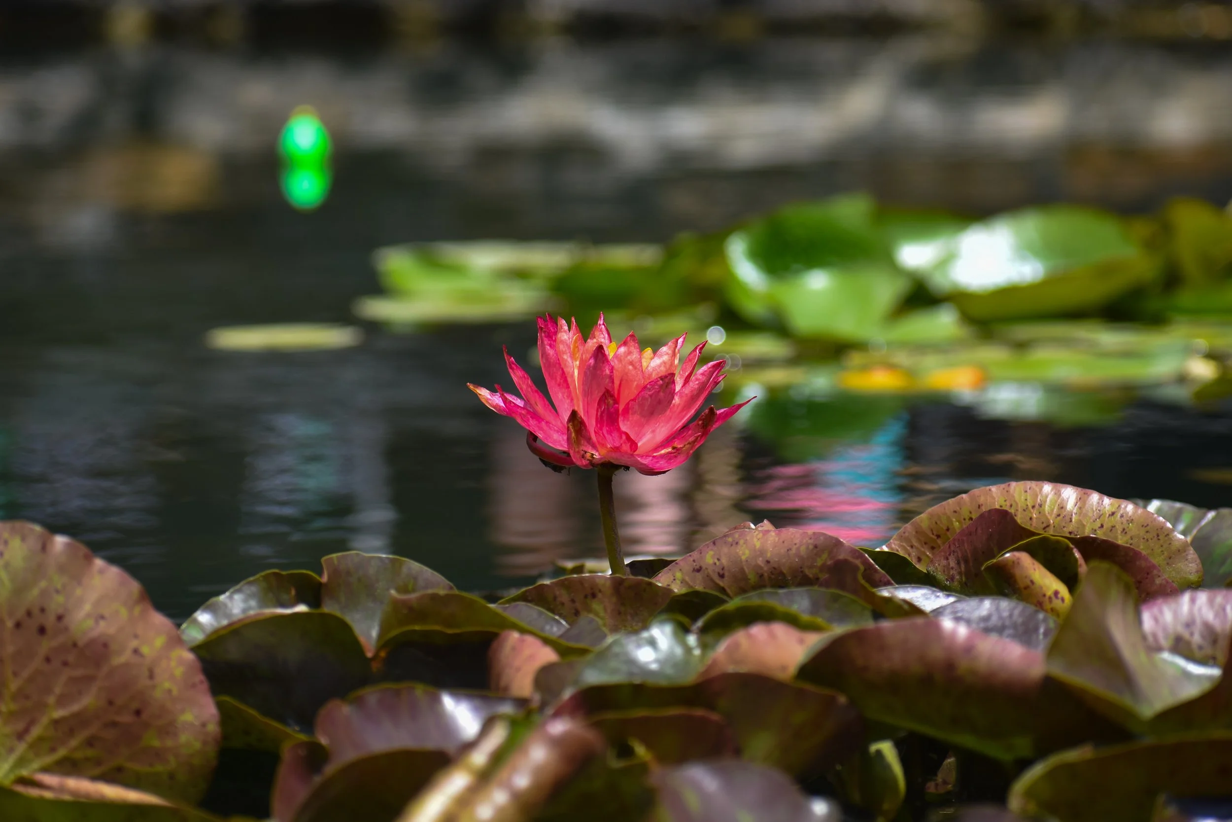 DSC_0242.JPG