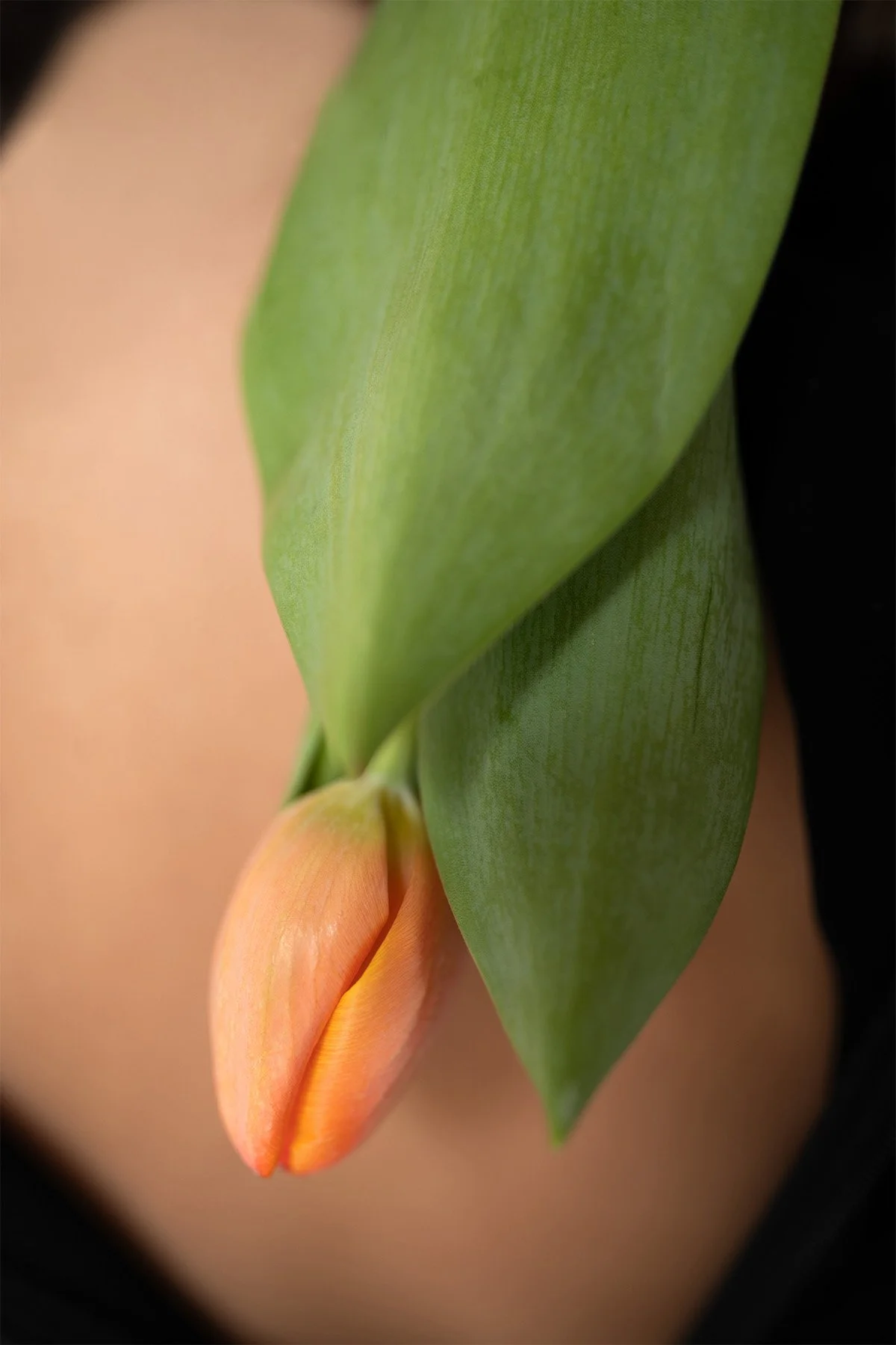 Portrait Tulip zoom .jpg