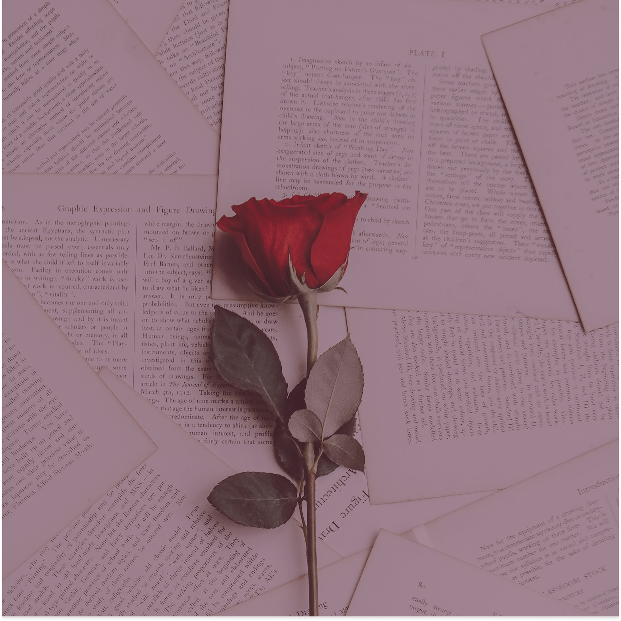 Welcome to The Rose Letter