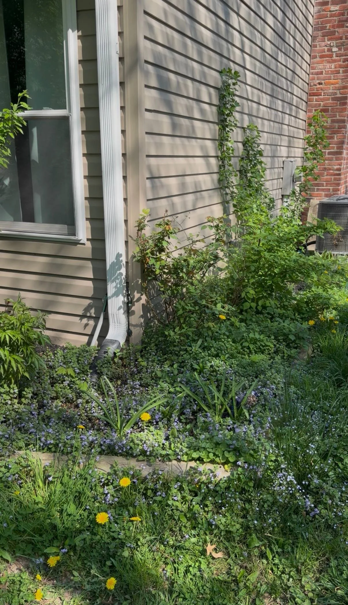 Heavily overgrown landscape bed before mulching in Warminster PA with weeds and debris