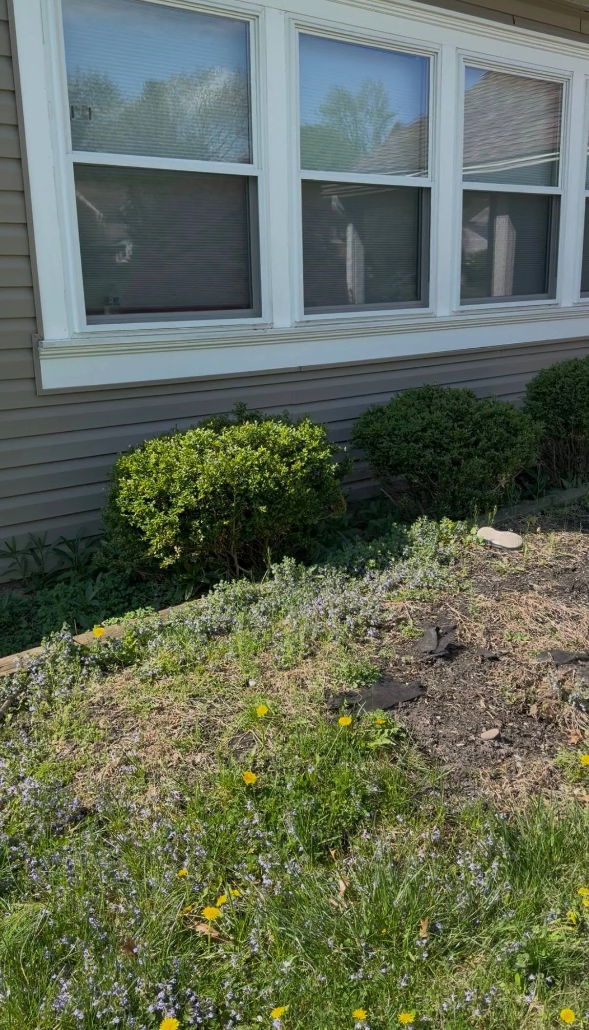 Overgrown garden bed before mulch installation in Southampton PA with thick weeds and buildup