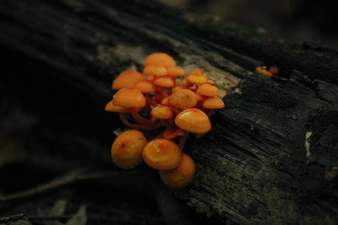 Where the wild shrooms grow 🍄 #mushroomphotography #woodlandphotography #photography