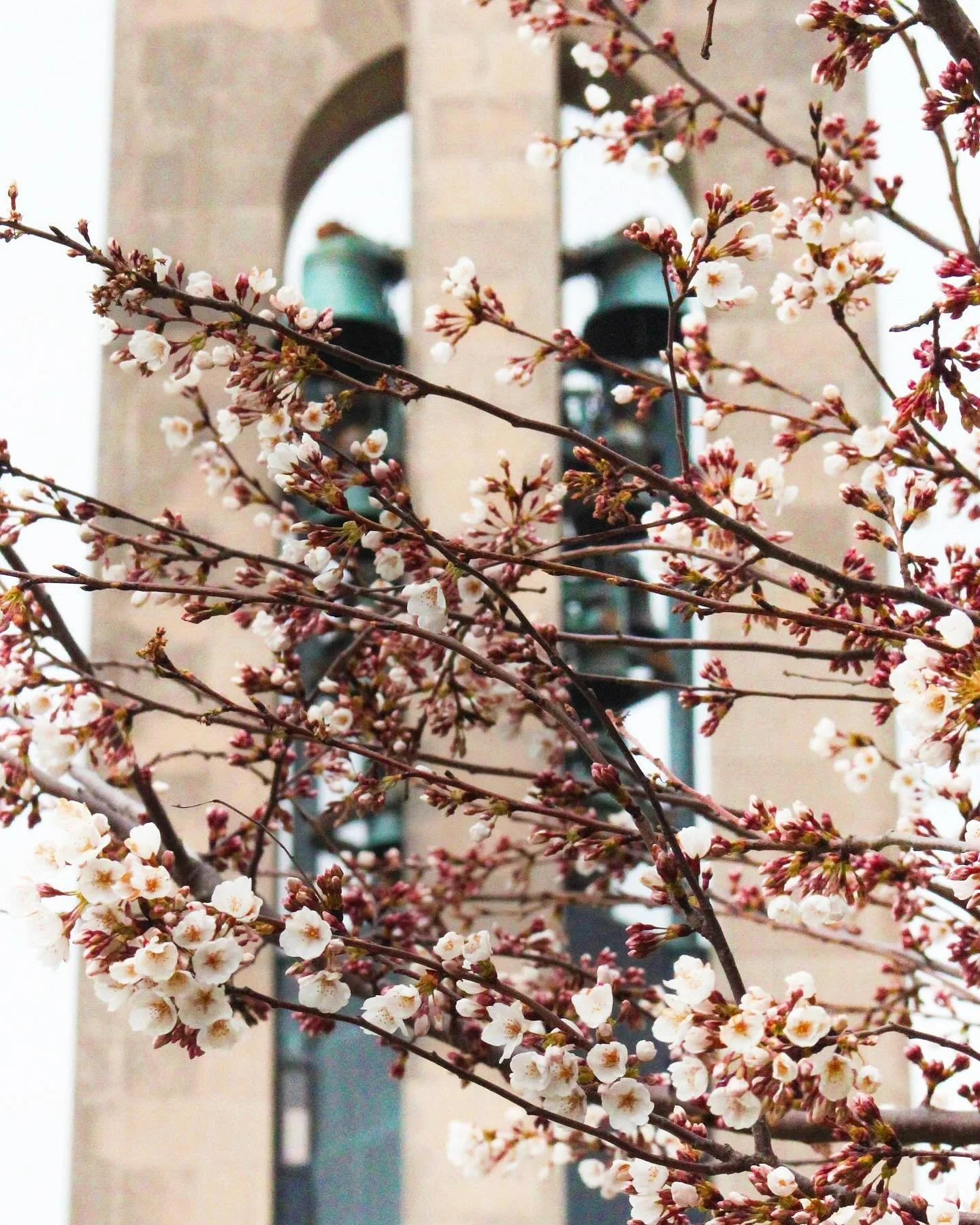 Springtime has always been my favorite time of year 🥰 I hope we all experience new growth, renewal and happiness this season ❤️🌸 #cherryblossoms #cherryblossombud #newgrowth #freshblooms #springtime #daytonohio