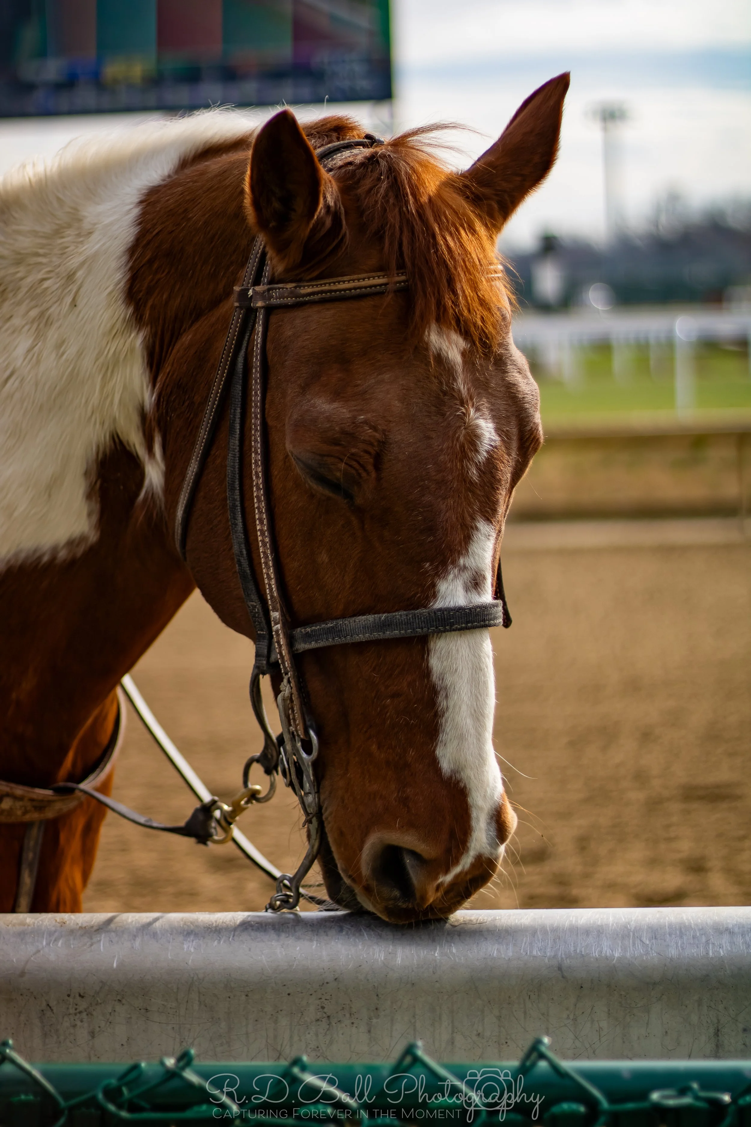 A close-up of a brown and white horse with a black bridle, drinking from a water trough at a racetrack.