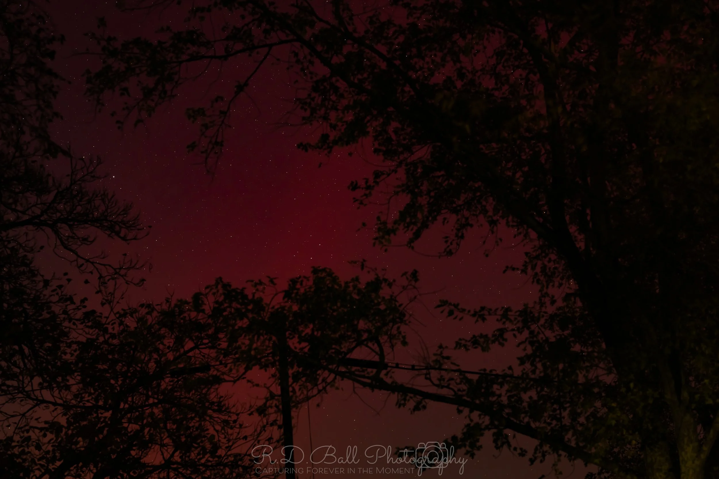 Night sky with stars visible through tree branches against a dark red and purple background.