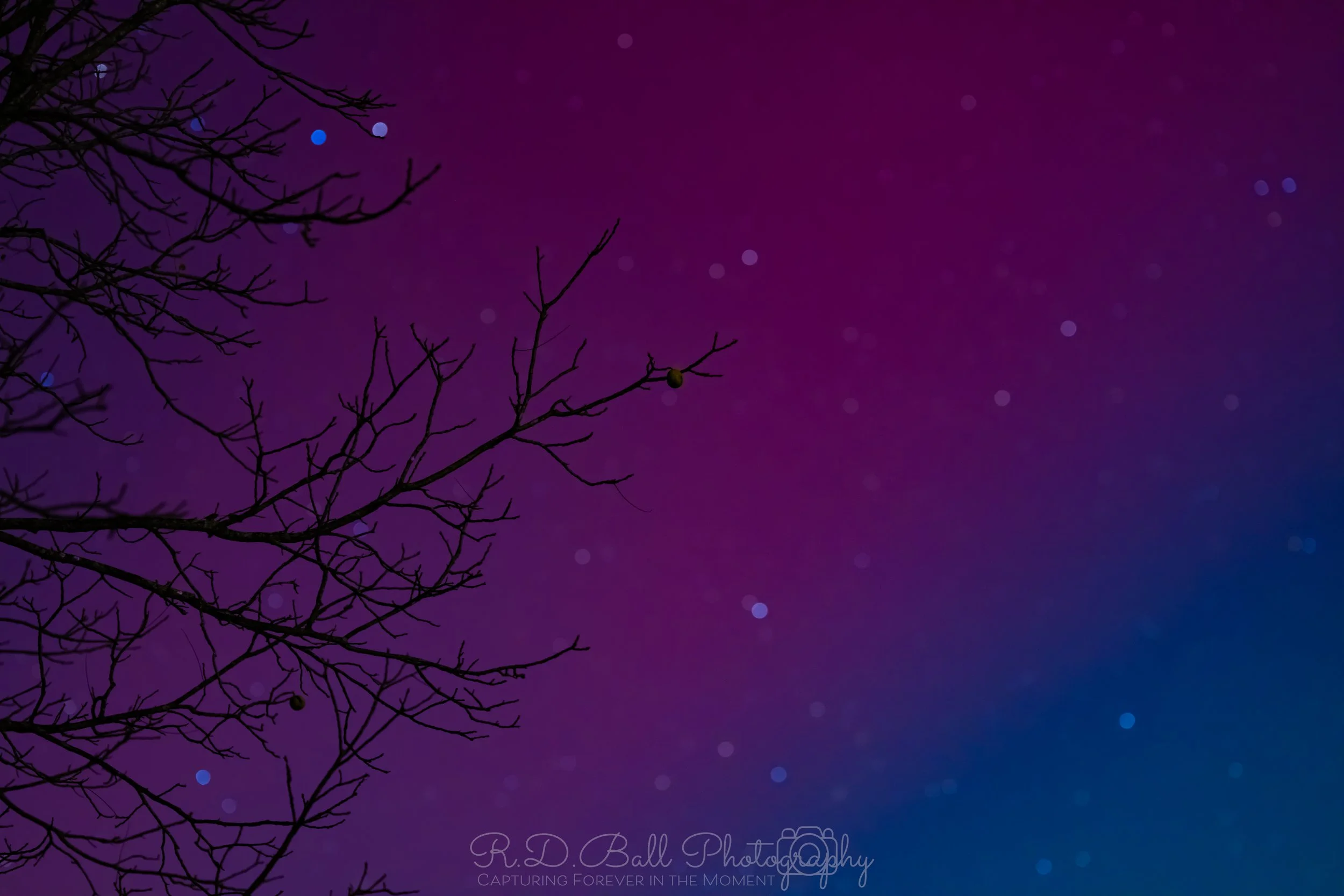 A night sky with a gradient from purple to blue, visible stars, and a silhouette of a bare tree with a few small objects hanging on the branches.