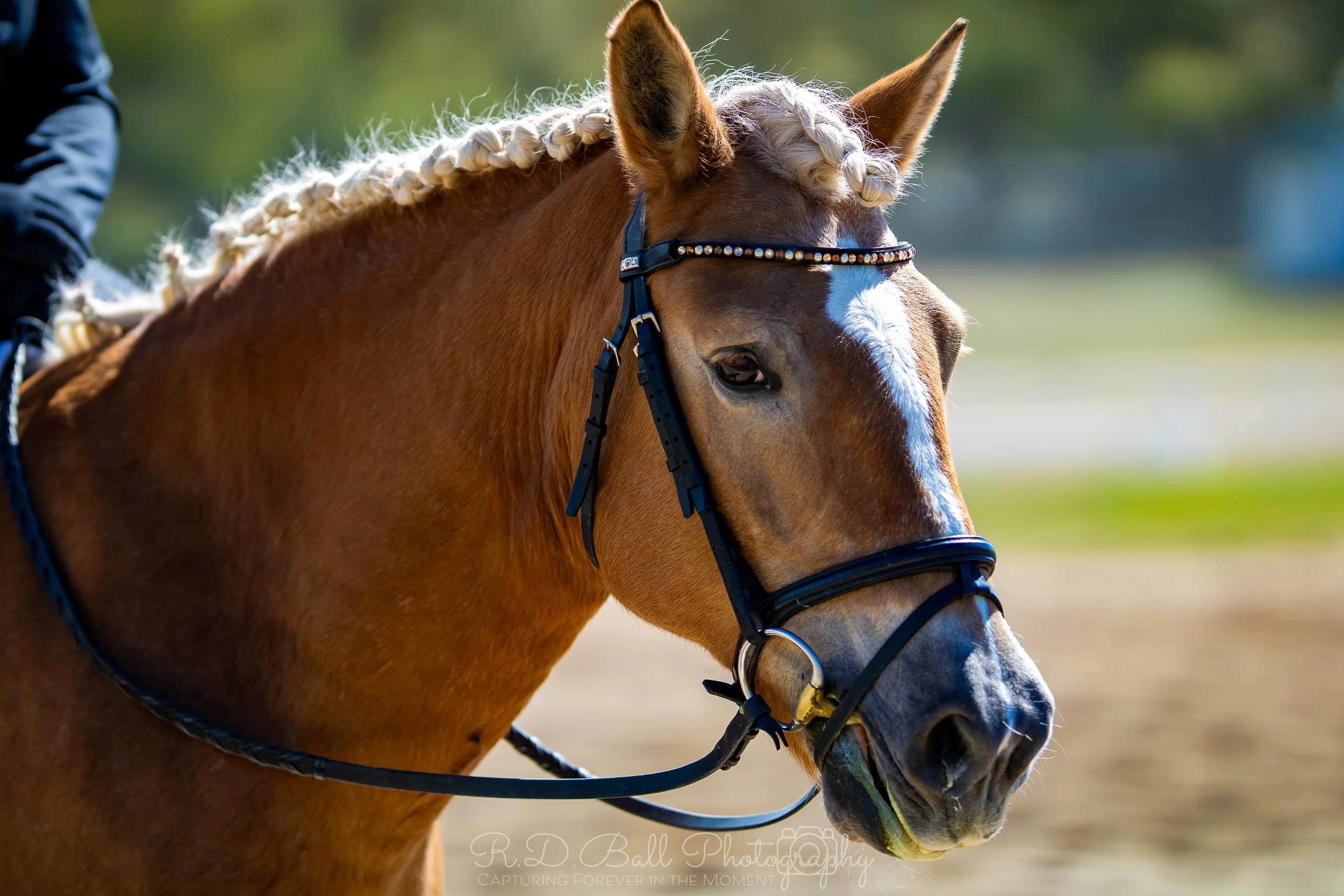 Close-up of a brown horse with a blonde braided mane wearing a black bridle with rhinestones, outdoors with a blurred background of trees and sky.