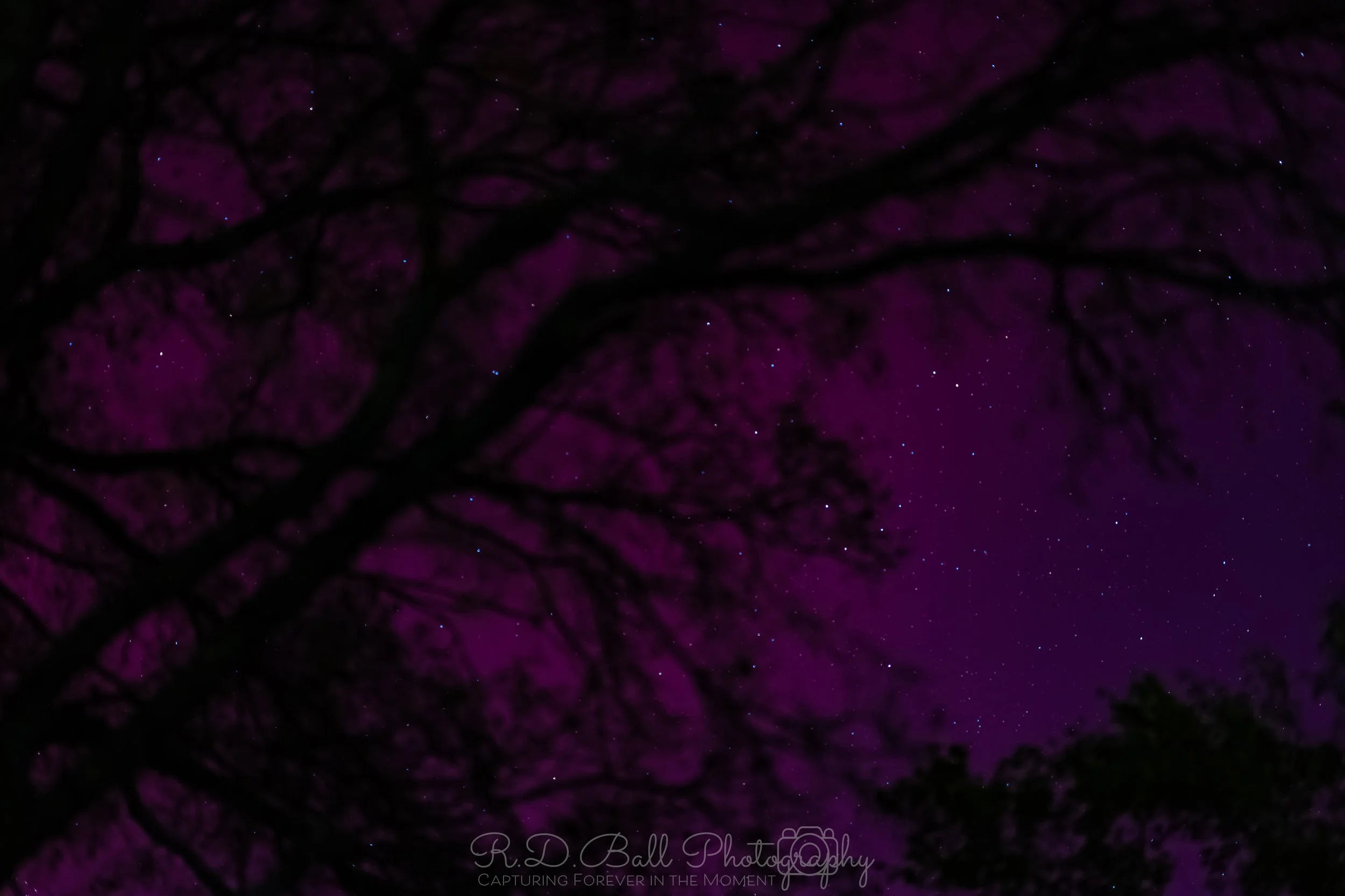 Night sky with numerous stars and dark tree branches silhouette against a purple hue.