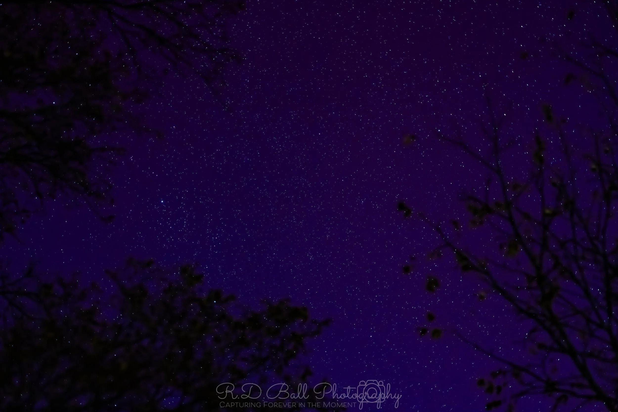 Night sky filled with numerous stars and silhouettes of tree branches at the edges.