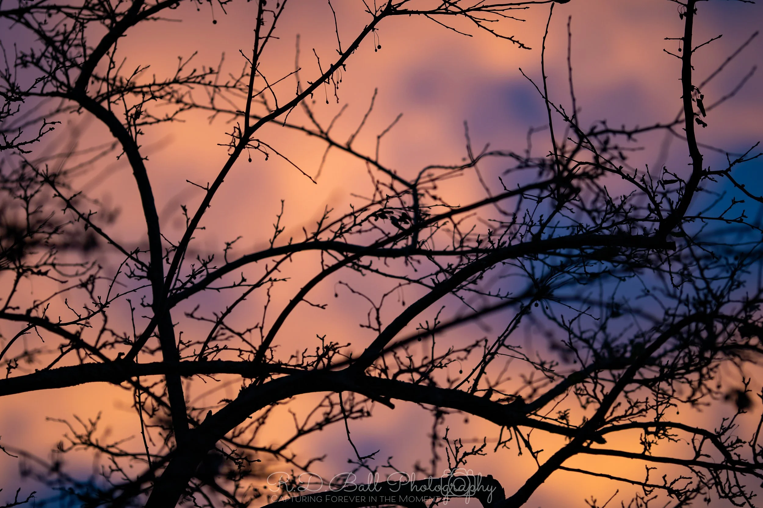 Silhouette of leafless tree branches against a colorful sunset sky with hues of pink, orange, and purple.