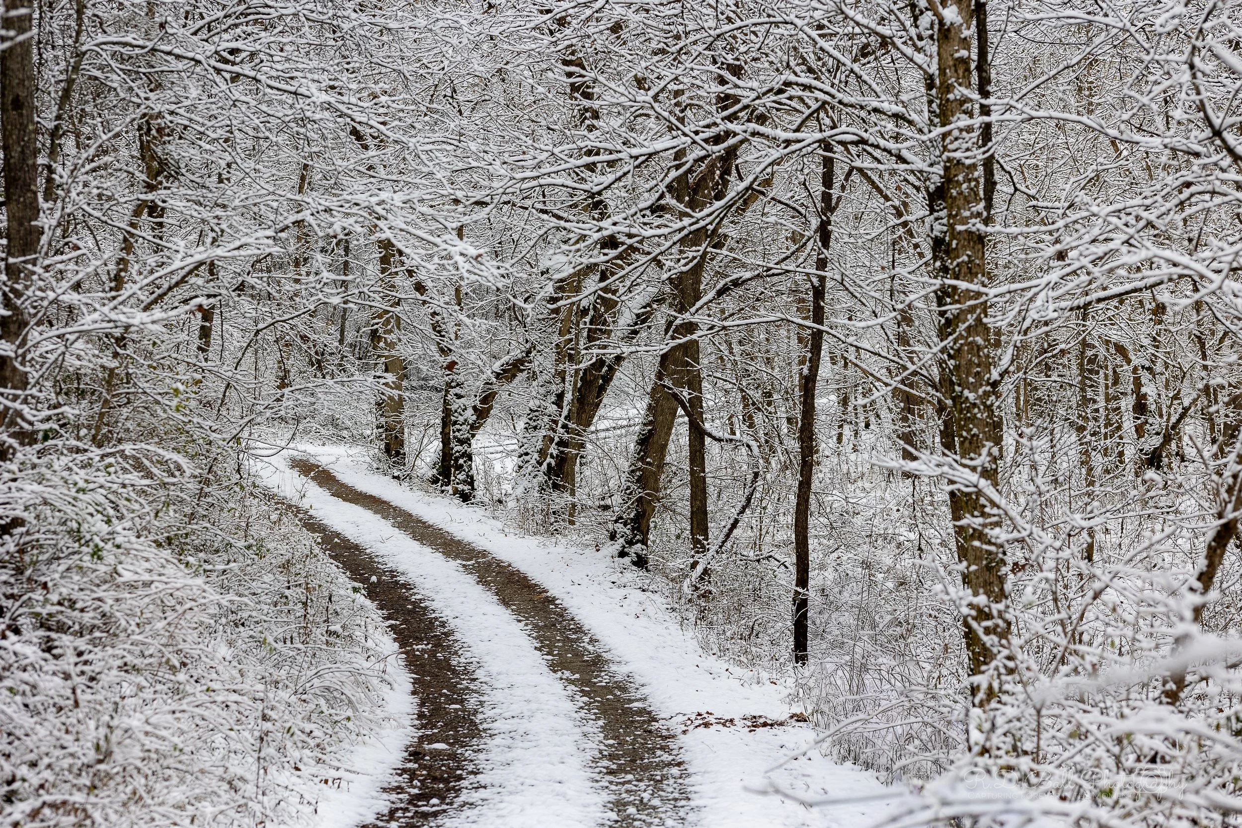 Snow-covered dirt path winding through a wooded forest with leafless trees and snow on branches and ground.