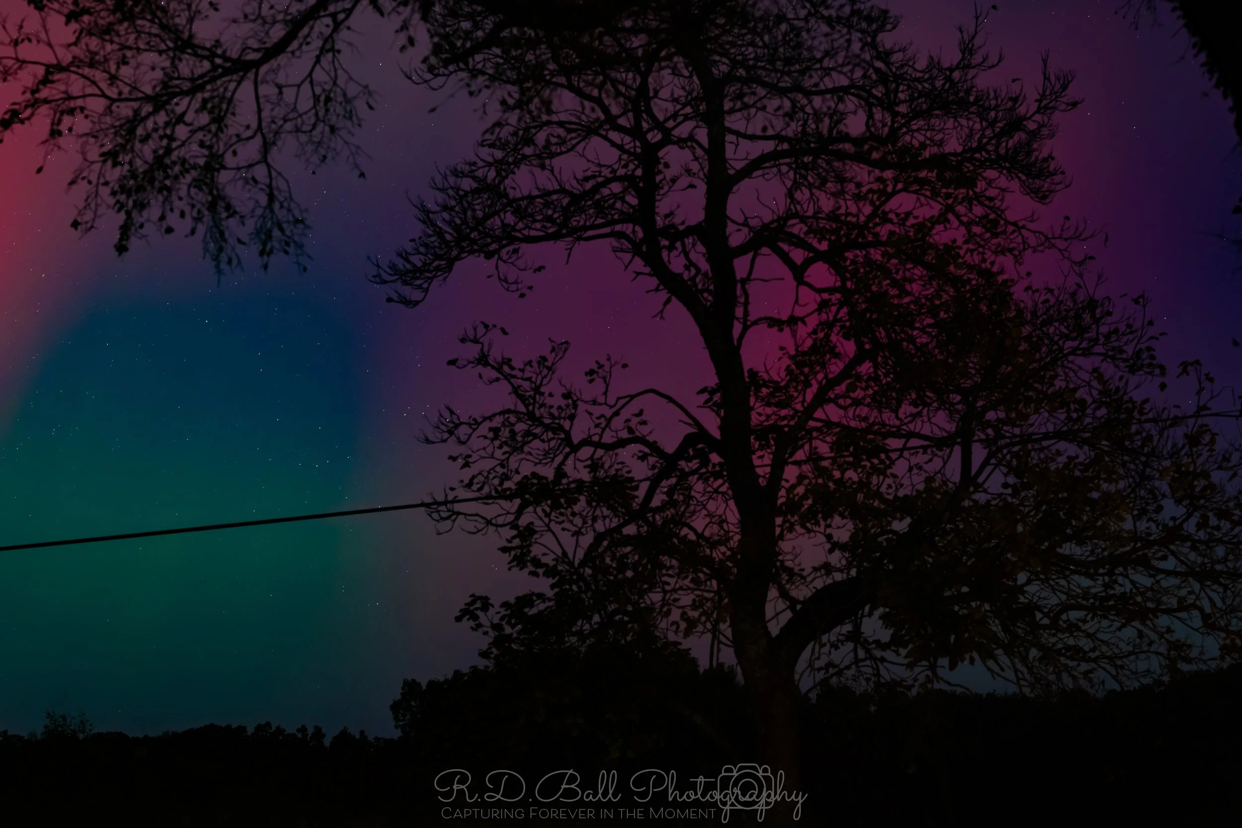 Silhouette of a large, leafless tree against a colorful night sky with an aurora borealis and stars.