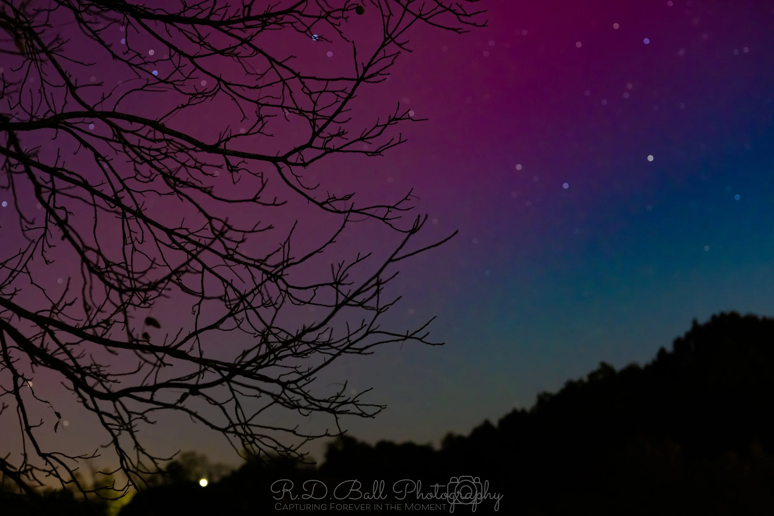 Night sky with colorful aurora borealis, stars, and silhouettes of tree branches in the foreground.