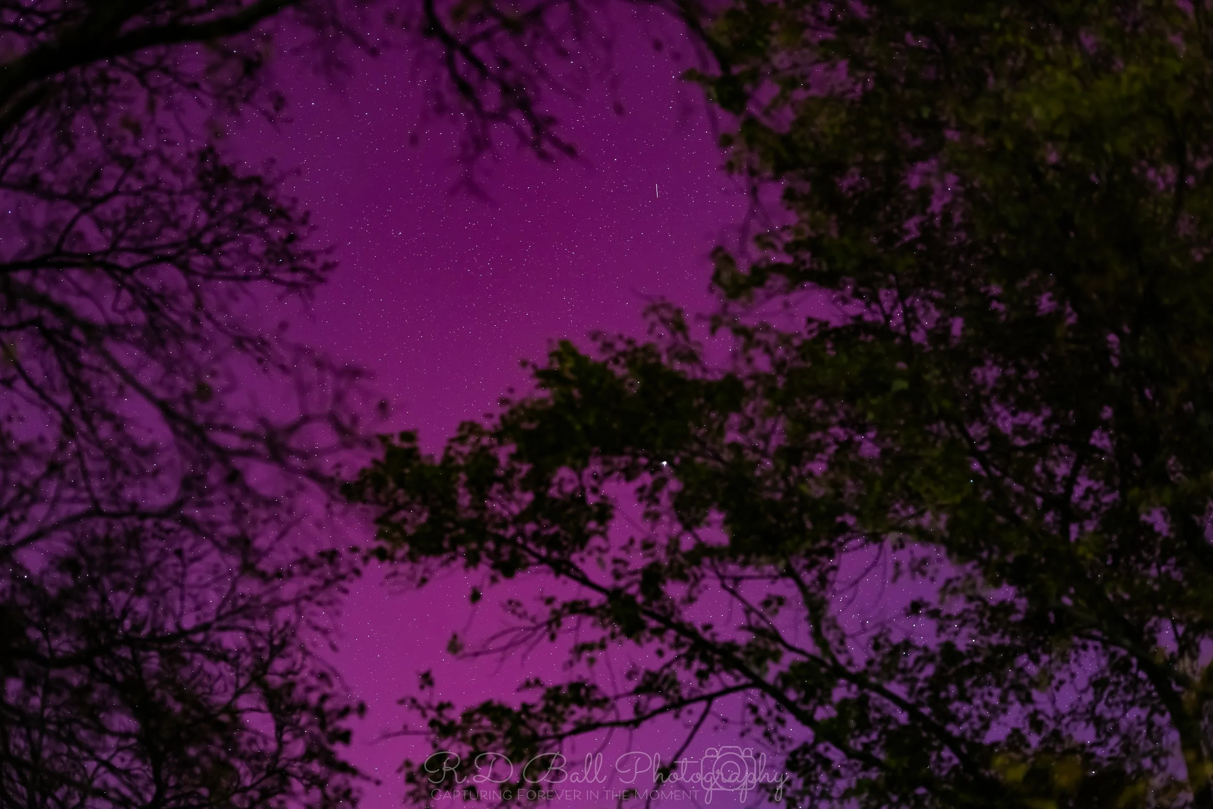 Night sky with stars seen through the silhouette of tree branches and leaves.