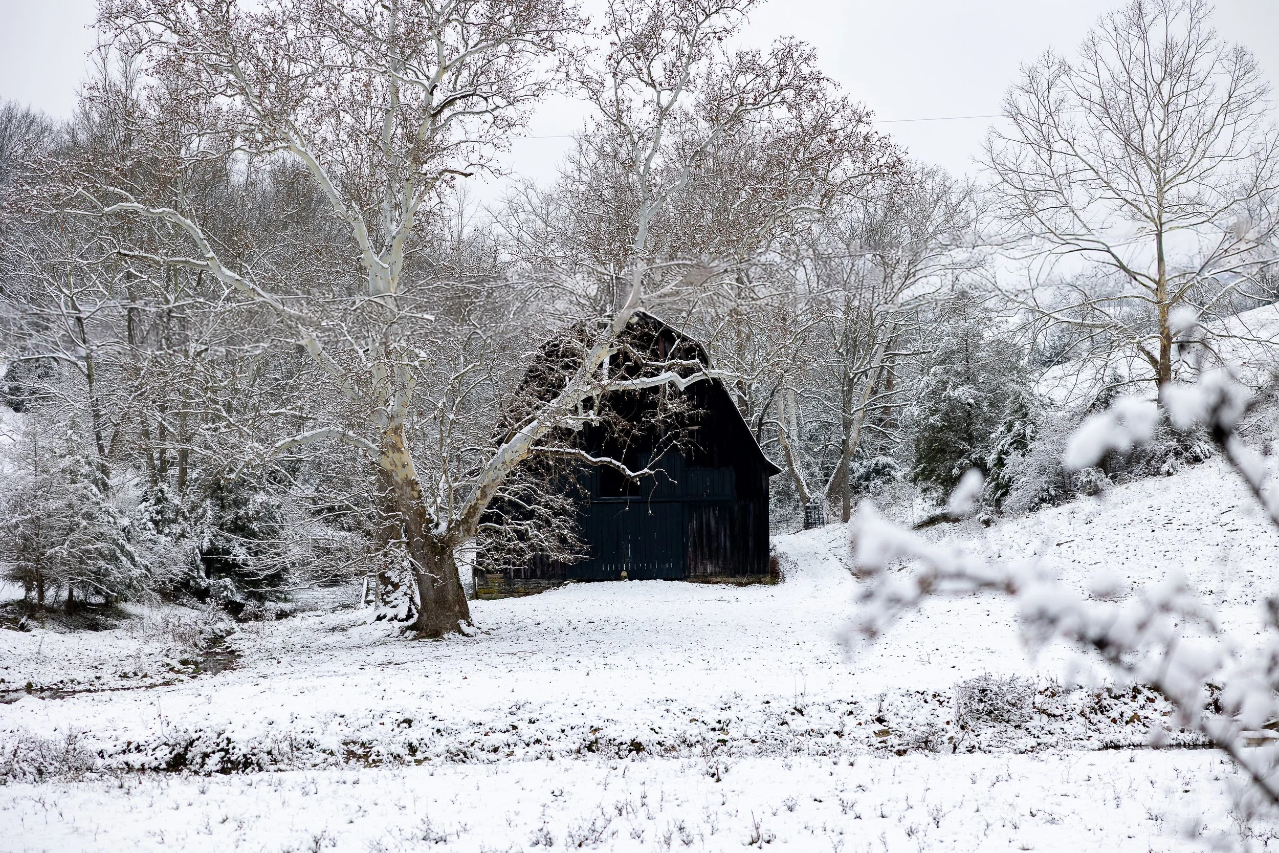 A snow-covered landscape with trees and a black wooden barn.