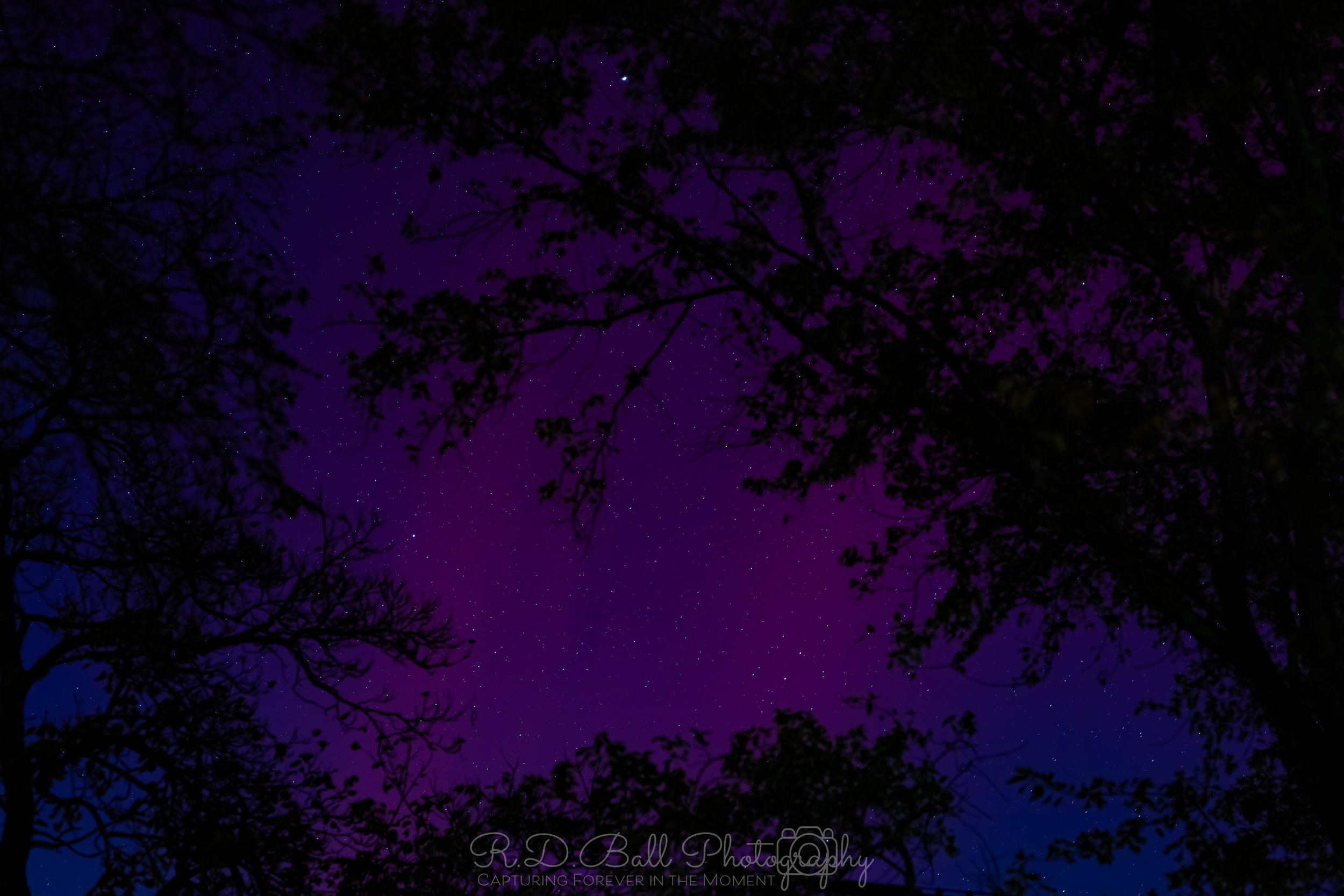 Night sky with visible stars and purple hues, framed by silhouettes of tree branches and leaves.