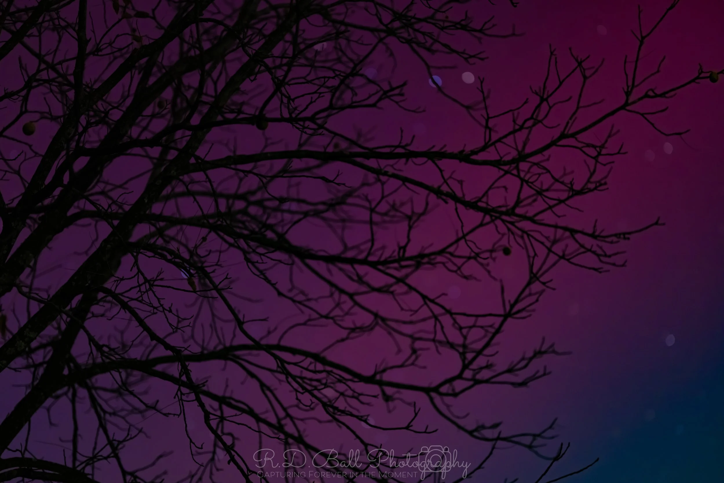 Silhouette of a leafless tree against a colorful purple and blue night sky with faint stars.
