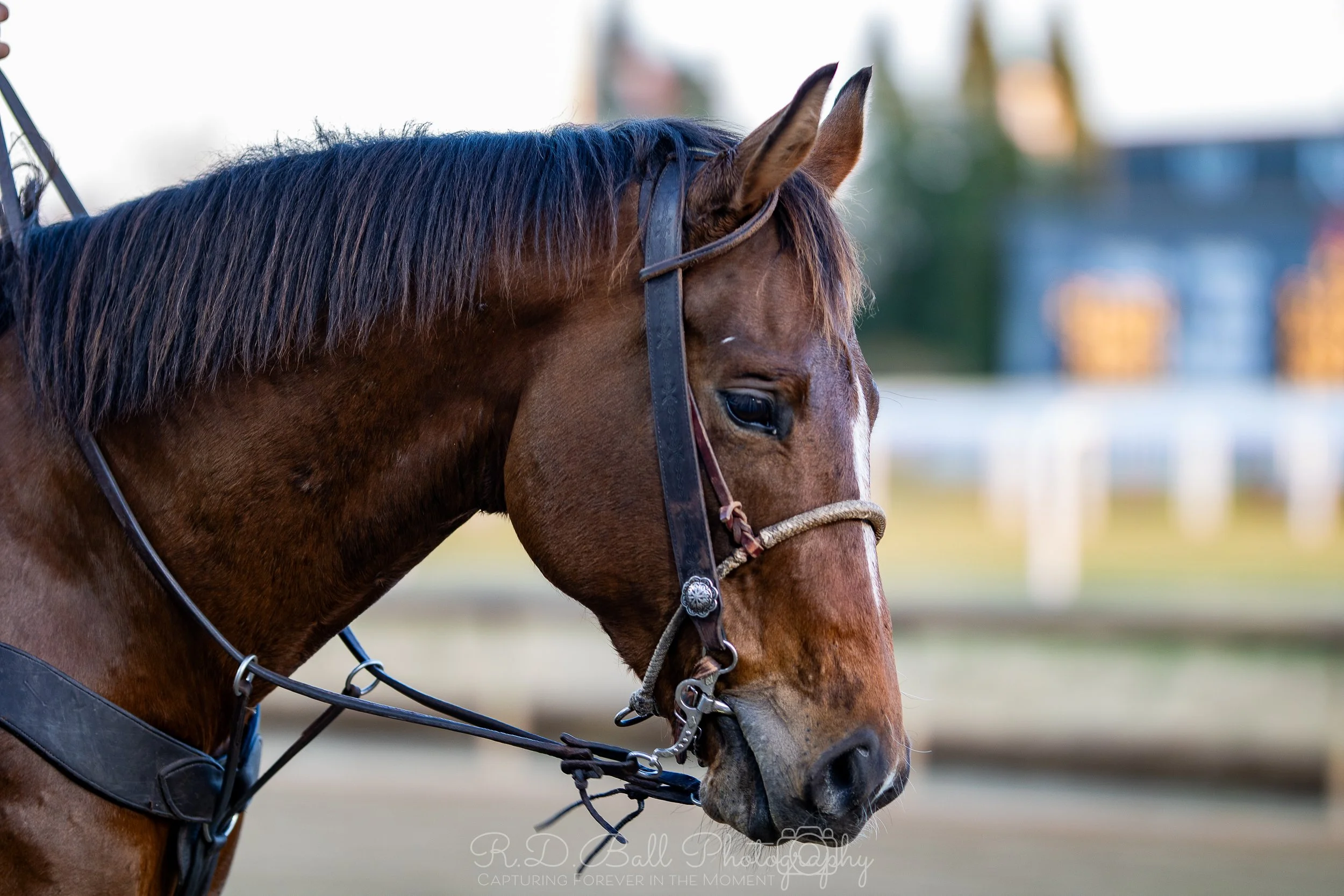 Close-up of a brown horse wearing a bridle, standing outdoors with a blurred background.
