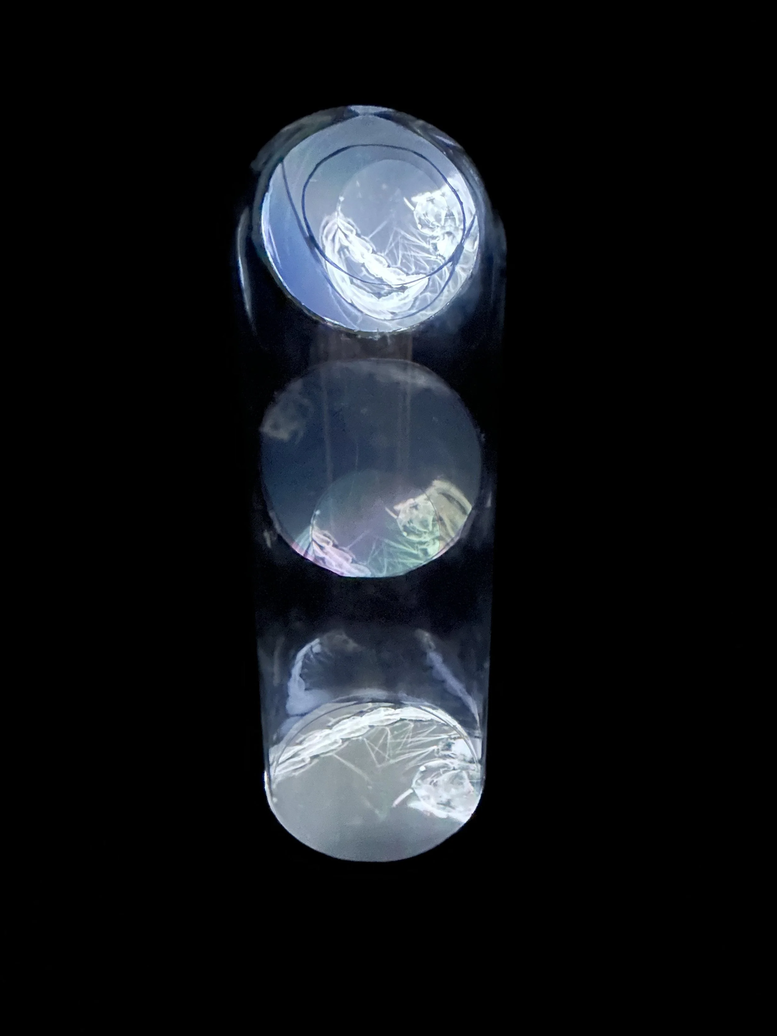 Ellen H Ray
"Clyde On A Slide"
video player, Glass Cloche, Acrylic film