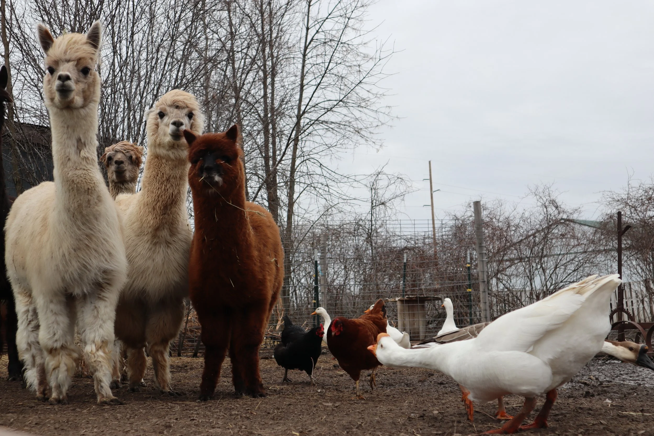 furry alpacas, geese