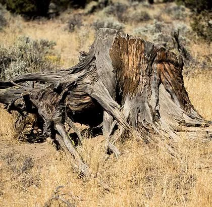 Dry, fallen tree stump in a grassy, arid landscape.