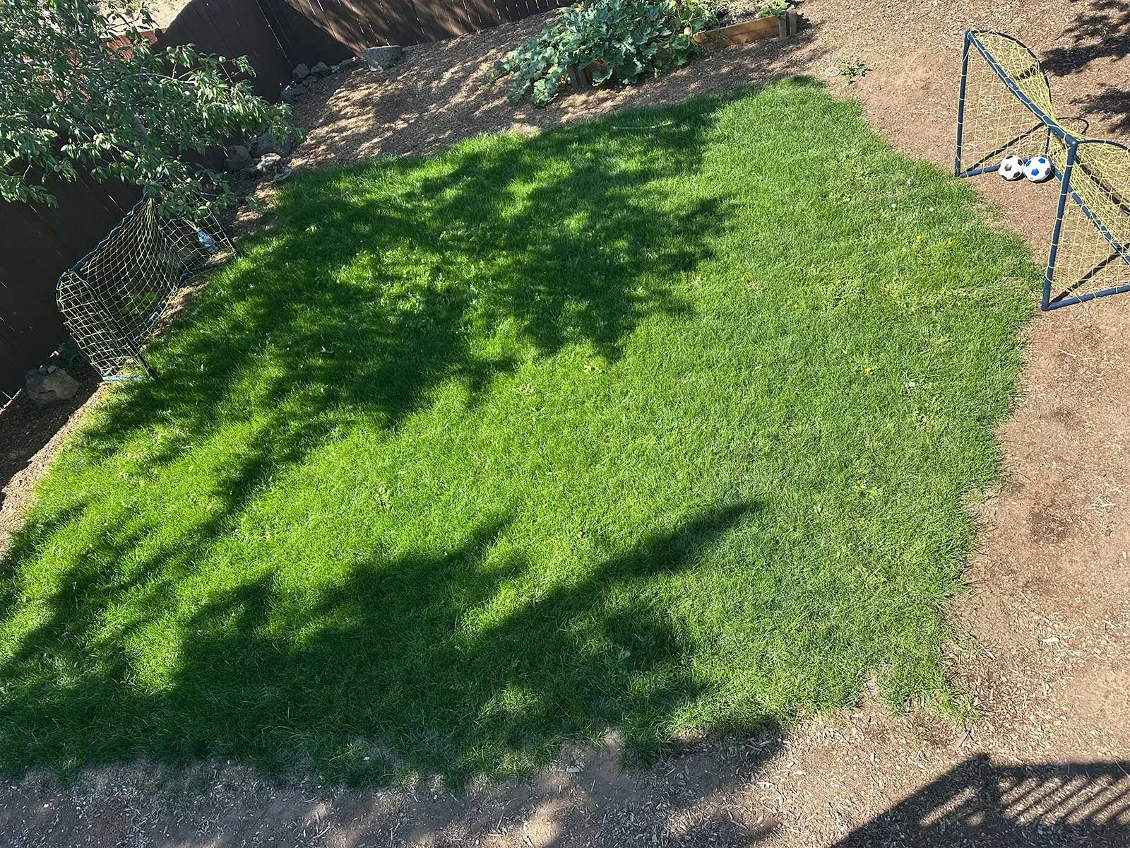 A backyard with a lush green lawn, two small soccer goals with balls inside, and a garden area with plants and a tree, with a wooden fence in the background.